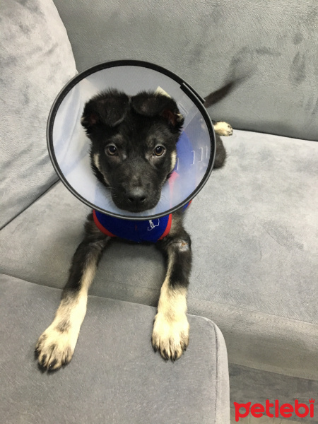 Alman Çoban Köpeği, Köpek  Paşa fotoğrafı