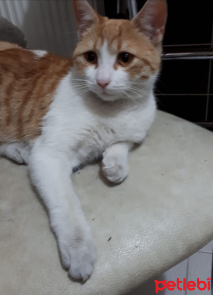 Tekir Kedi, Kedi  Mırnav fotoğrafı