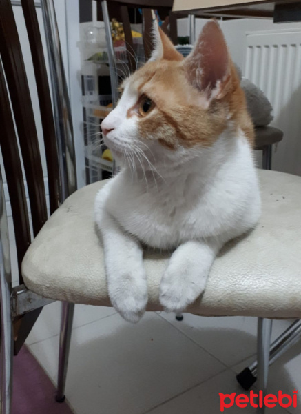 Tekir Kedi, Kedi  Mırnav fotoğrafı