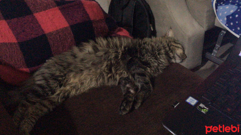 Tekir Kedi, Kedi  YODA fotoğrafı