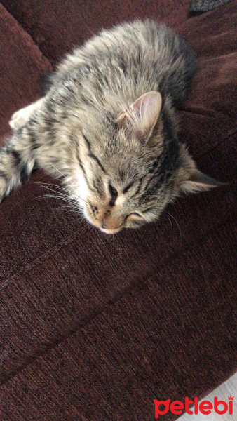 Tekir Kedi, Kedi  YODA fotoğrafı