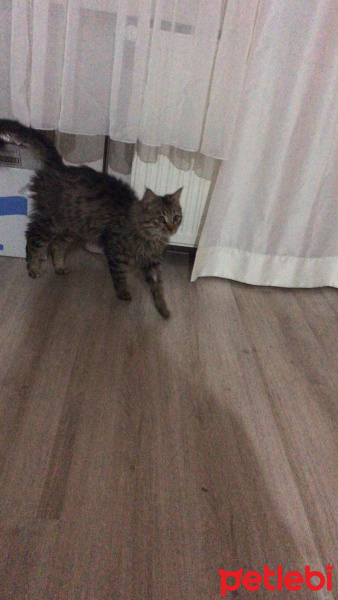 Tekir Kedi, Kedi  YODA fotoğrafı