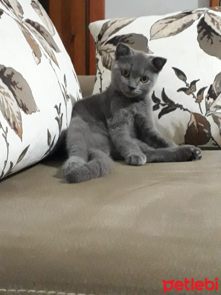 Scottish Fold, Kedi  Duman fotoğrafı