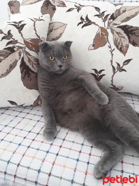 Scottish Fold, Kedi  Duman fotoğrafı