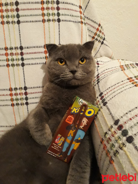 Scottish Fold, Kedi  Duman fotoğrafı