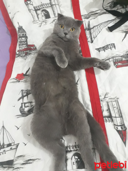 Scottish Fold, Kedi  Duman fotoğrafı