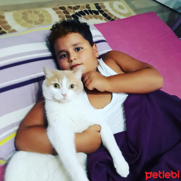 Tekir Kedi, Kedi  Mırmır fotoğrafı