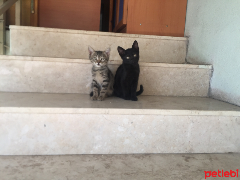 Tekir Kedi, Kedi  Kedi fotoğrafı
