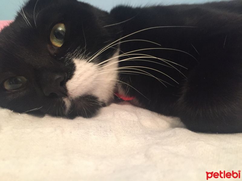 Tuxedo (Smokin) Kedi, Kedi  Maysa fotoğrafı