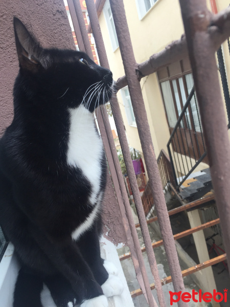 Tuxedo (Smokin) Kedi, Kedi  Maysa fotoğrafı