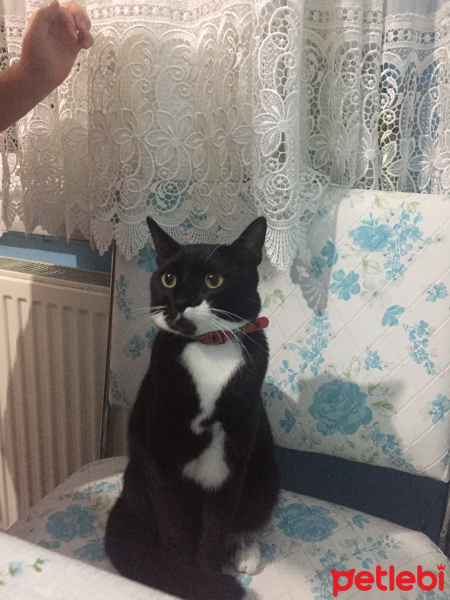 Tuxedo (Smokin) Kedi, Kedi  Maysa fotoğrafı