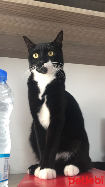 Tuxedo (Smokin) Kedi, Kedi  Maysa fotoğrafı