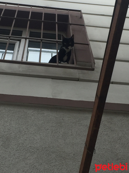 Tuxedo (Smokin) Kedi, Kedi  Maysa fotoğrafı
