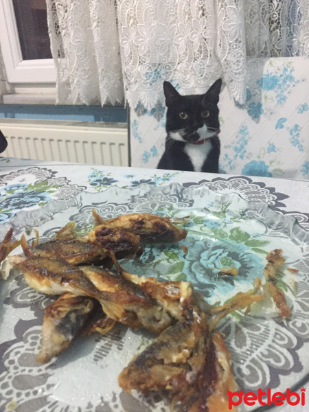 Tuxedo (Smokin) Kedi, Kedi  Maysa fotoğrafı