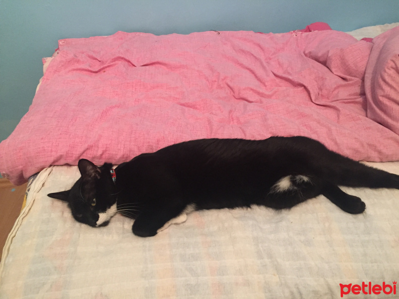 Tuxedo (Smokin) Kedi, Kedi  Maysa fotoğrafı