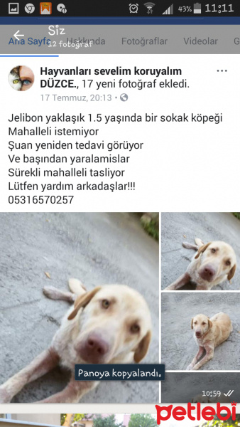 Labrador Retriever, Köpek  Jelibon fotoğrafı