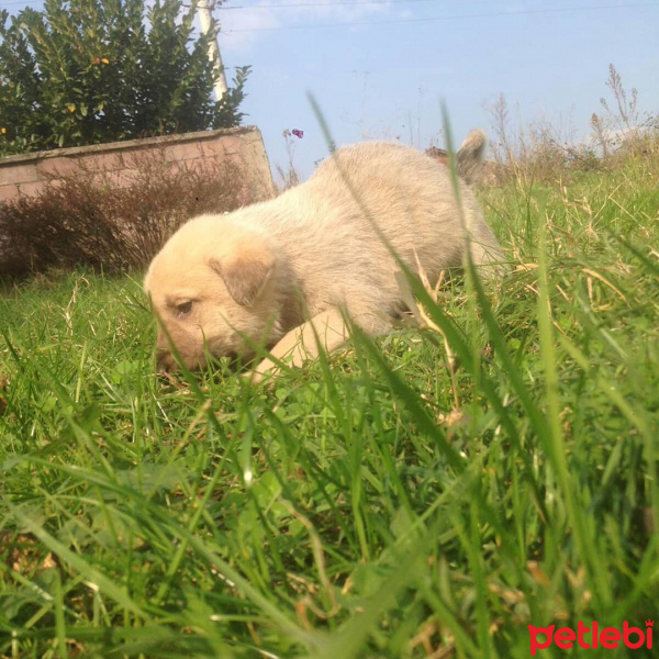 Labrador Retriever, Köpek  Jelibon fotoğrafı