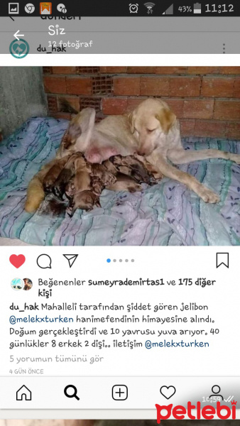 Labrador Retriever, Köpek  Jelibon fotoğrafı