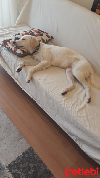 Golden Retriever, Köpek  Gece fotoğrafı