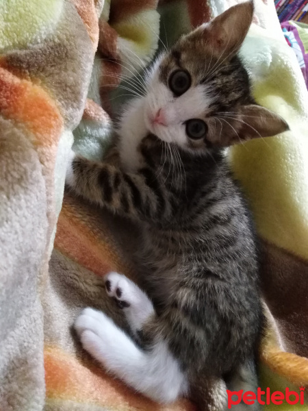Tekir Kedi, Kedi  Çakıl fotoğrafı