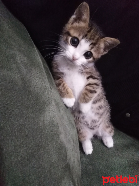 Tekir Kedi, Kedi  Çakıl fotoğrafı