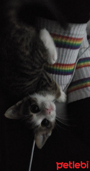 Tekir Kedi, Kedi  Çakıl fotoğrafı