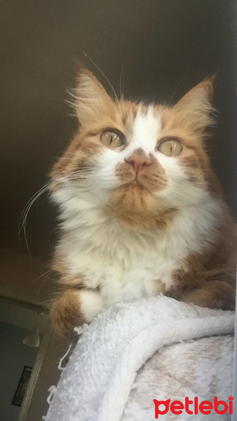 Sarman, Kedi  Susam fotoğrafı