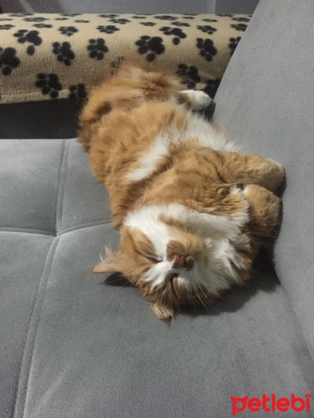 Sarman, Kedi  Susam fotoğrafı