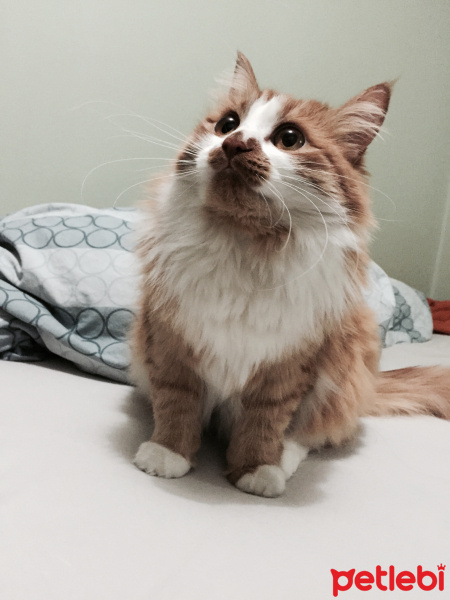 Sarman, Kedi  Susam fotoğrafı
