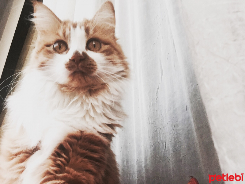 Sarman, Kedi  Susam fotoğrafı