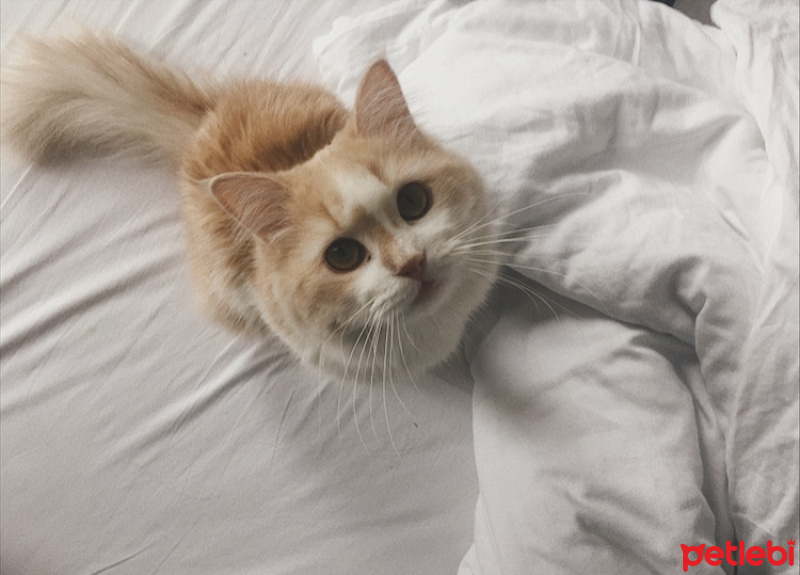 Chinchilla, Kedi  Mars fotoğrafı