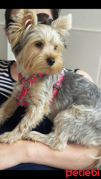 Yorkshire Terrier, Köpek  Maya fotoğrafı