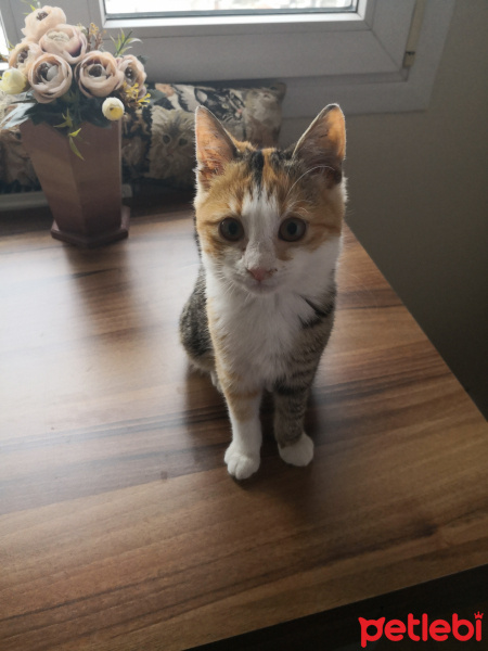 Tekir Kedi, Kedi  Karmen fotoğrafı