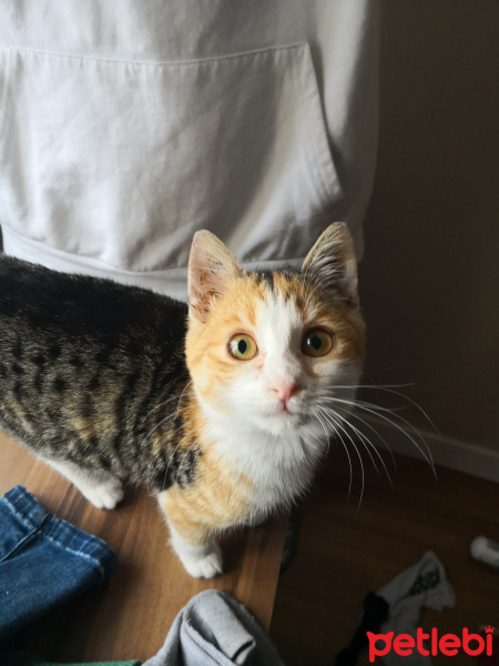 Tekir Kedi, Kedi  Karmen fotoğrafı