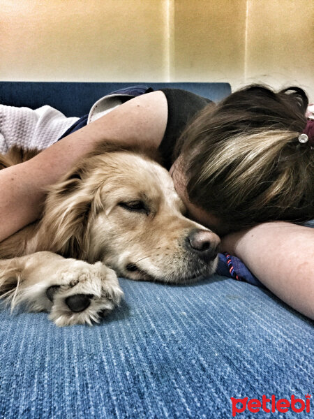 Golden Retriever, Köpek  Alex fotoğrafı