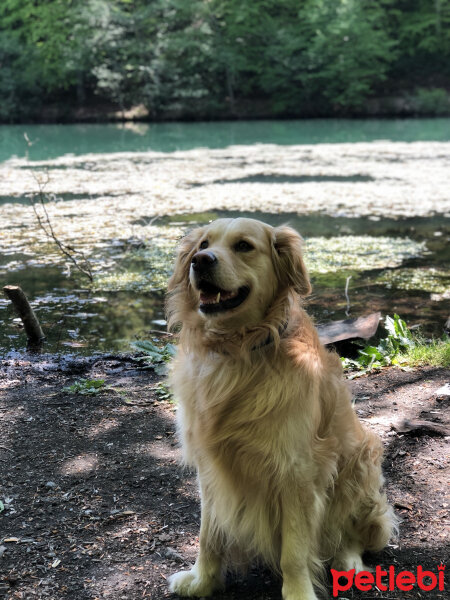 Golden Retriever, Köpek  Alex fotoğrafı