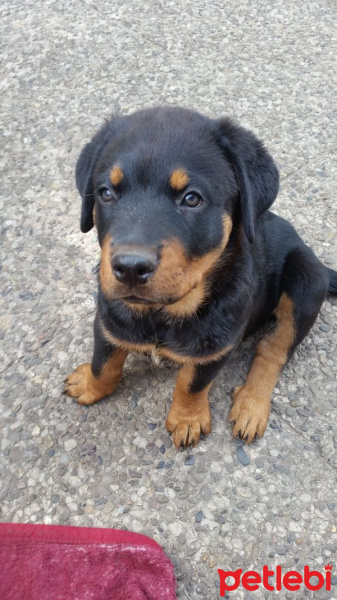 Rottweiler, Köpek  Dayı fotoğrafı