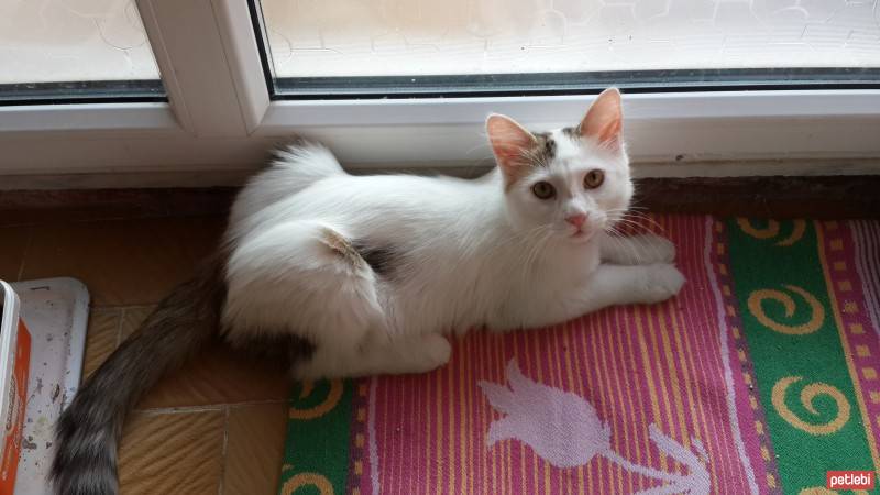 Van Kedisi, Kedi  ponpon ( acil ) fotoğrafı