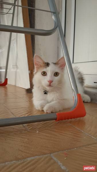 Van Kedisi, Kedi  ponpon ( acil ) fotoğrafı