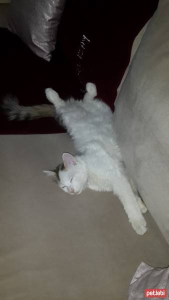 Van Kedisi, Kedi  ponpon ( acil ) fotoğrafı