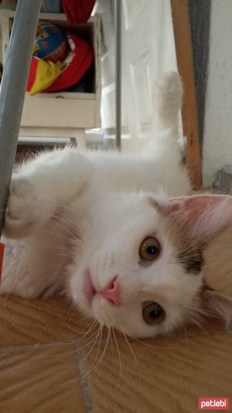 Van Kedisi, Kedi  ponpon ( acil ) fotoğrafı