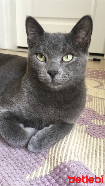 Mavi Rus, Kedi  Heimdall fotoğrafı