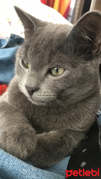 Mavi Rus, Kedi  Heimdall fotoğrafı