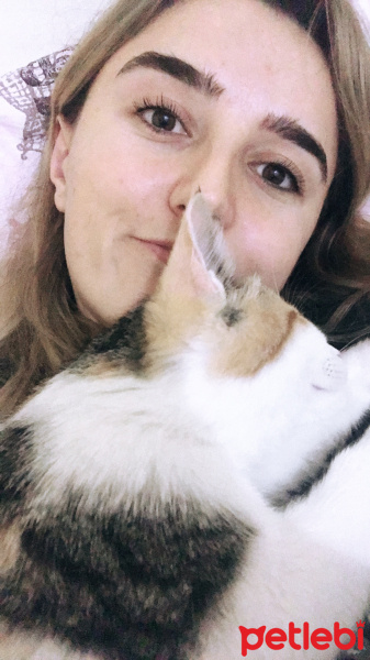Tekir Kedi, Kedi  Prenses fotoğrafı