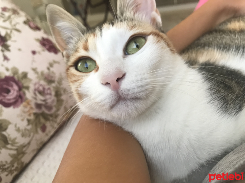 Tekir Kedi, Kedi  Prenses fotoğrafı