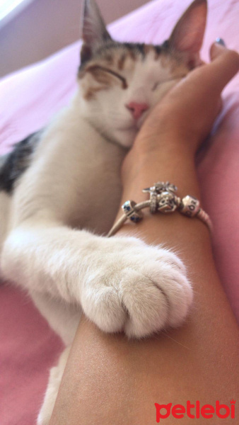 Tekir Kedi, Kedi  Prenses fotoğrafı