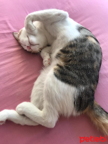 Tekir Kedi, Kedi  Prenses fotoğrafı