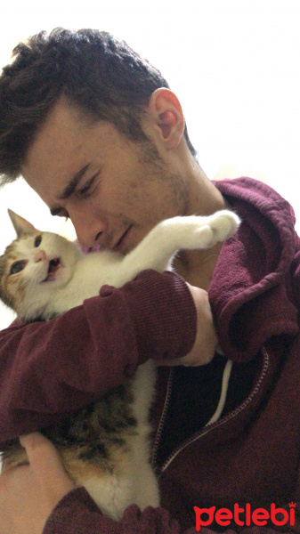 Tekir Kedi, Kedi  Prenses fotoğrafı
