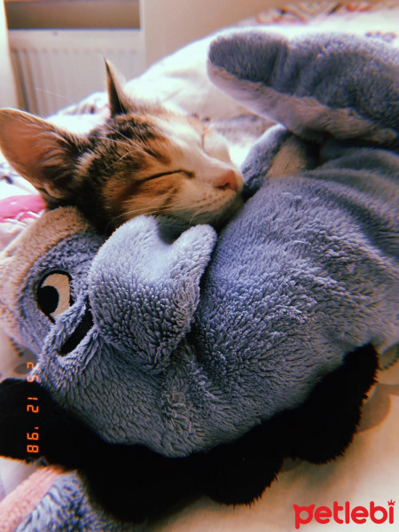 Tekir Kedi, Kedi  Prenses fotoğrafı