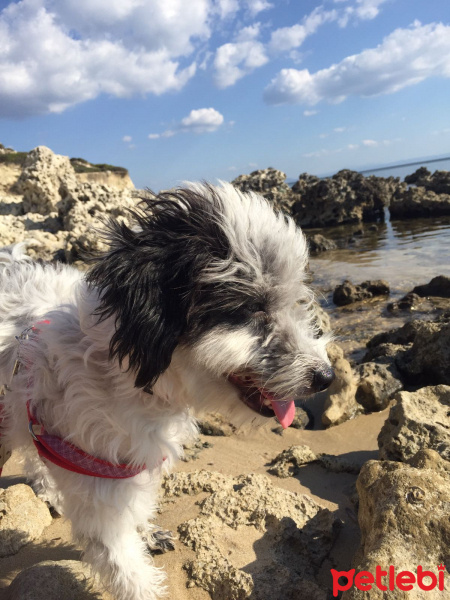 Norfolk Terrier, Köpek  MORFY fotoğrafı